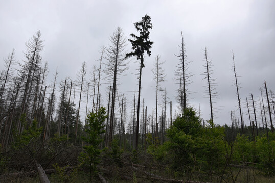 Stehendes Totholz in der Schsischen Schweiz
