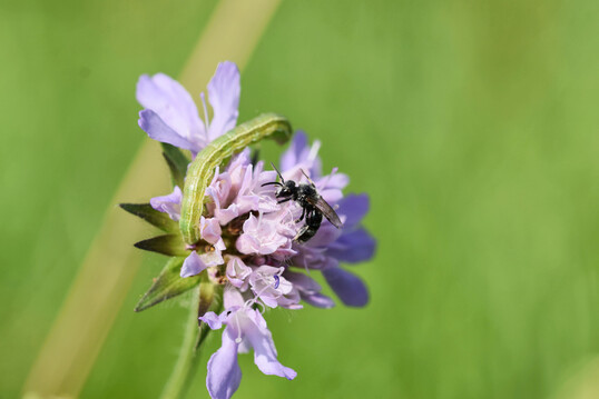 Wildbiene und Raupe auf Wiesen-Witwenblume