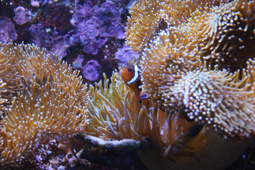 Anemonenfisch in einem künstlichen Riff