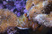 Anemonenfisch in einem knstlichen Riff