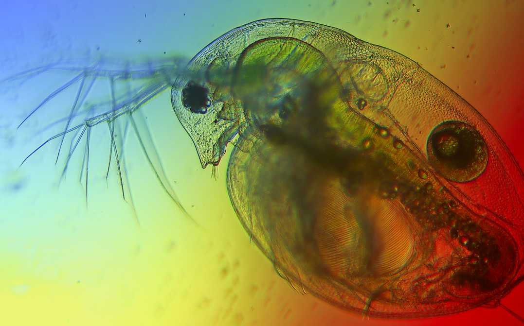Ein Wasserfloh unter dem Mikroskop. Die Lichtfarben im See beeinflussen seine Nahrungsgrundlage: Mikroalgen.