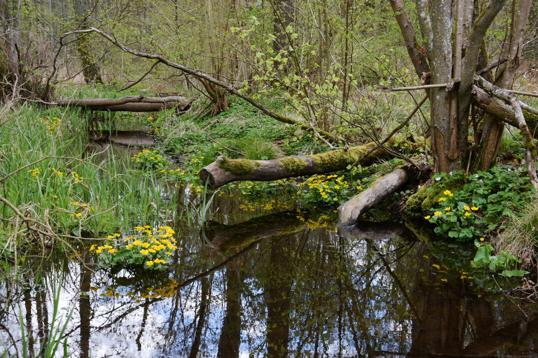 Sumpfdotterblume (
<i>Caltha palustris</i>
) im FFH-Gebiet „Ostvorpommersche Waldlandschaft mit Brebowbach“ östlich von Greifswald