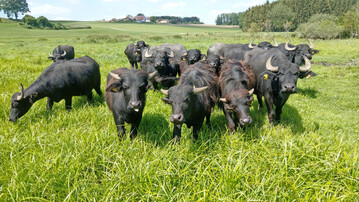 Abb. 1: Wasserbffel auf der Weide im Naturschutzgebiet Altshauser Weiher, Oberschwaben