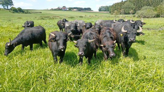 Abb. 1: Wasserbffel auf der Weide im Naturschutzgebiet Altshauser Weiher, Oberschwaben