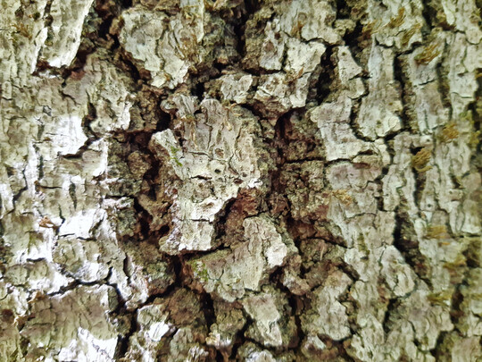 Abb. 1: Naturwaldstrukturen: Erst bei alten Buchen (hier 225 Jahre alt im Naturwaldreservat Kleinengelein im Steigerwald) wird die Buchenrinde rau, und der Mittelspecht zur Charakterart von Buchenwäldern.