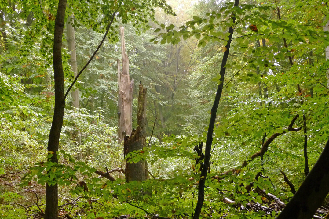 Wälder mit natürlicher Waldentwicklung (hier Naturwald Fauler Ort) gehören zu den seltenen Lebensräumen in Deutschland, die dringend in großem Umfang wiederhergestellt werden müssen.