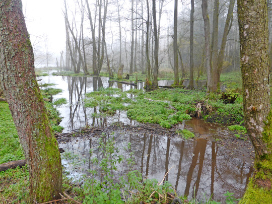 Abb. 4: Biber schaffen wilde Auen-Ökosysteme mit Biberseen selbst im Bergland auf 555 m ü. NN (hier am ehemaligen NATO-Lager Gundhelm) und können Maßnahmen im Sinne der WVO umsetzen, wenn nur die Fläche bereitgestellt wird.