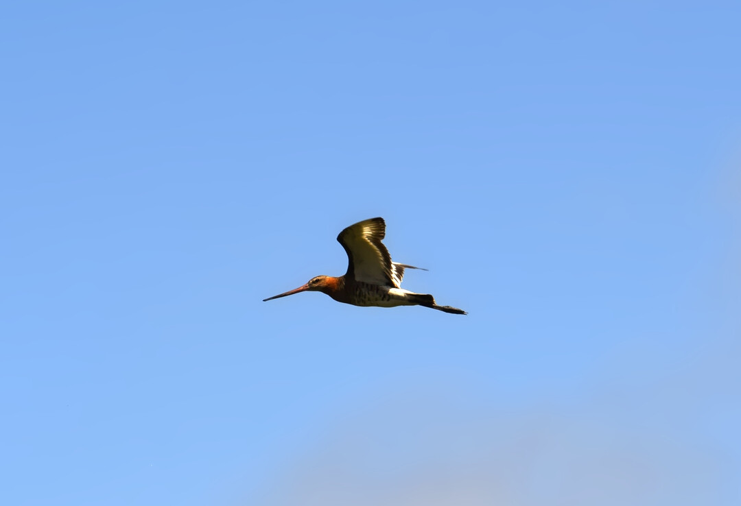 Uferschnepfe (
<i>Limosa limosa</i>
)
