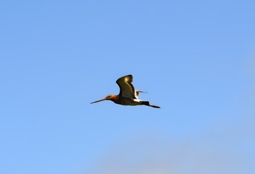 Uferschnepfe (
<i>Limosa limosa</i>
)