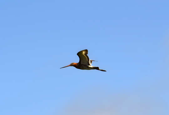Uferschnepfe (
<i>Limosa limosa</i>
)