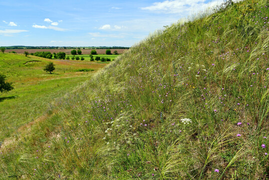 Federgras-Steppe mit Haar-Pfriemengras (
<i>Stipa capillat</i>
a) an den Oderhngen in Brandenburg