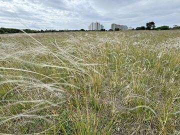 Federgras-Steppe mit Echtem Federgras (
<i>Stipa pennata</i>
) bei Mainz