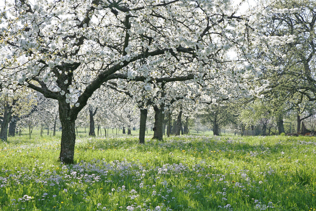 Blühende Streuobstwiese