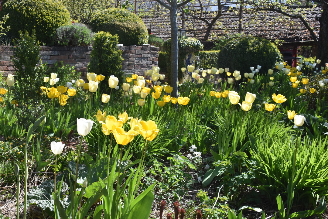 Blumenzwiebeln bringen die ersten optischen Hightlights in den Garten. Neben Tulpen und Narzissen, sind die zahlreichen kleinen Zwiebel- und Knollenpflanzen eine wertvolle Ergnzung.