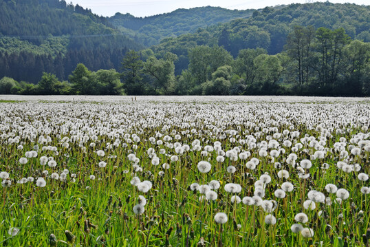 Artenarmes Intensivgrnland mit Lwenzahn