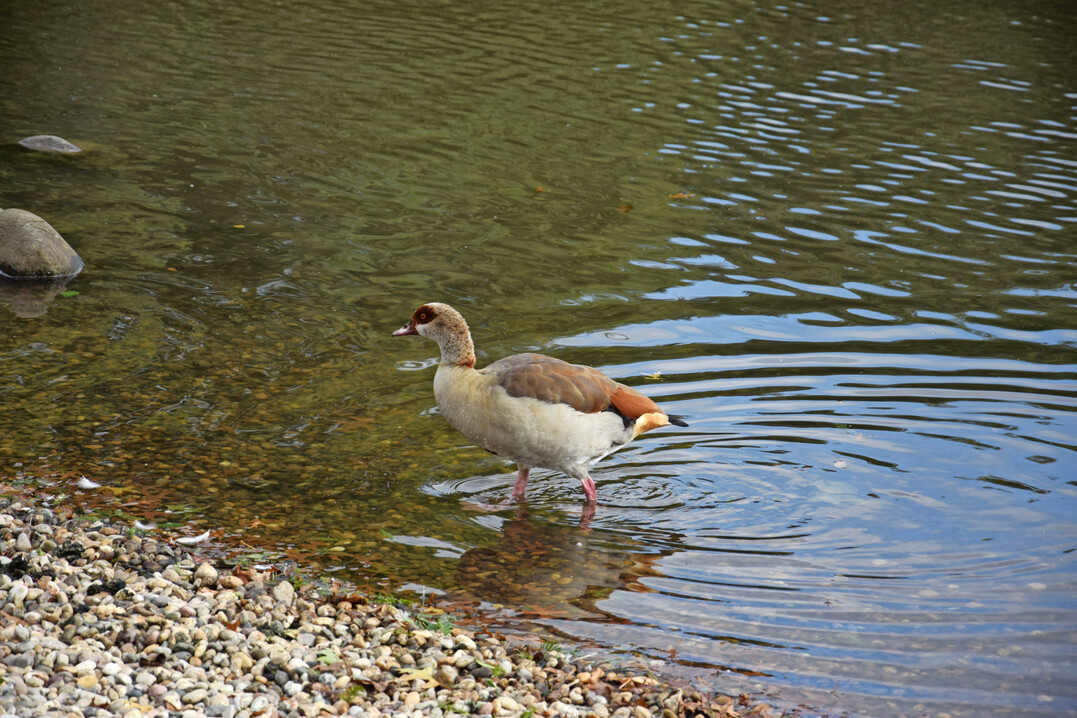 Die Nilgans (
<i>Alopochen aegyptiaca</i>
) ist seit 2017 als invasive Art gelistet.
