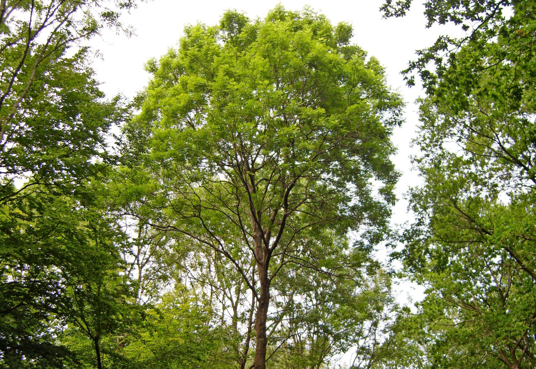 Ein inzwischen seltener Anblick: Die Krone dieser Esche weist keine Schadsymptome auf.