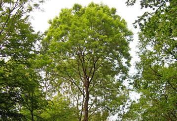 Ein inzwischen seltener Anblick: Die Krone dieser Esche weist keine Schadsymptome auf.
