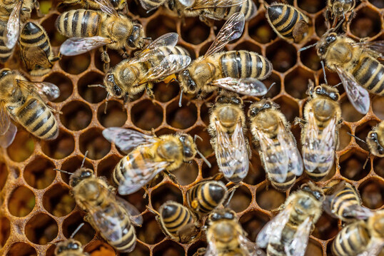 Als Modellorganismus für Bestäuberinsekten diente die Honigbiene (
<i>Apis mellifera</i>
).