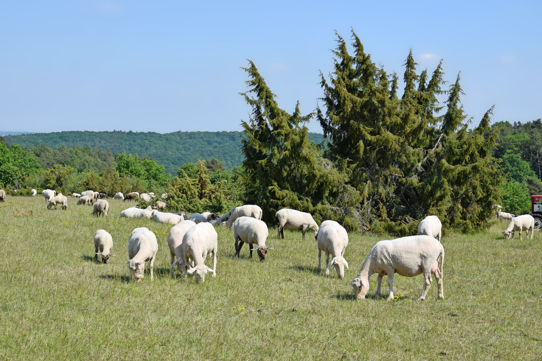 Schafherde beim Weiden auf einem Magerrasen mit Wacholder