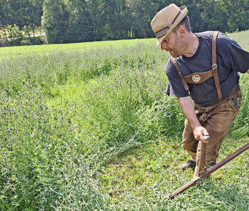 Abb. 1: Bei der Sensenmahd wird das Sensenblatt in der Regel gleitend �ber den Boden gef�hrt. Die Anhebung der Schnitth�he kam historisch f�r gro�e Fl�chen nicht in Betracht. 