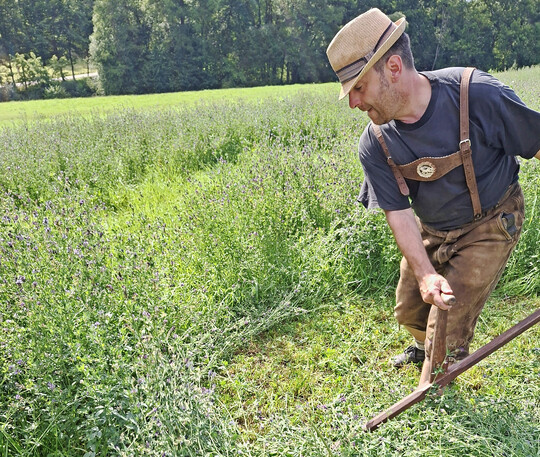 Abb. 1: Bei der Sensenmahd wird das Sensenblatt in der Regel gleitend über den Boden geführt. Die Anhebung der Schnitthöhe kam historisch für große Flächen nicht in Betracht.