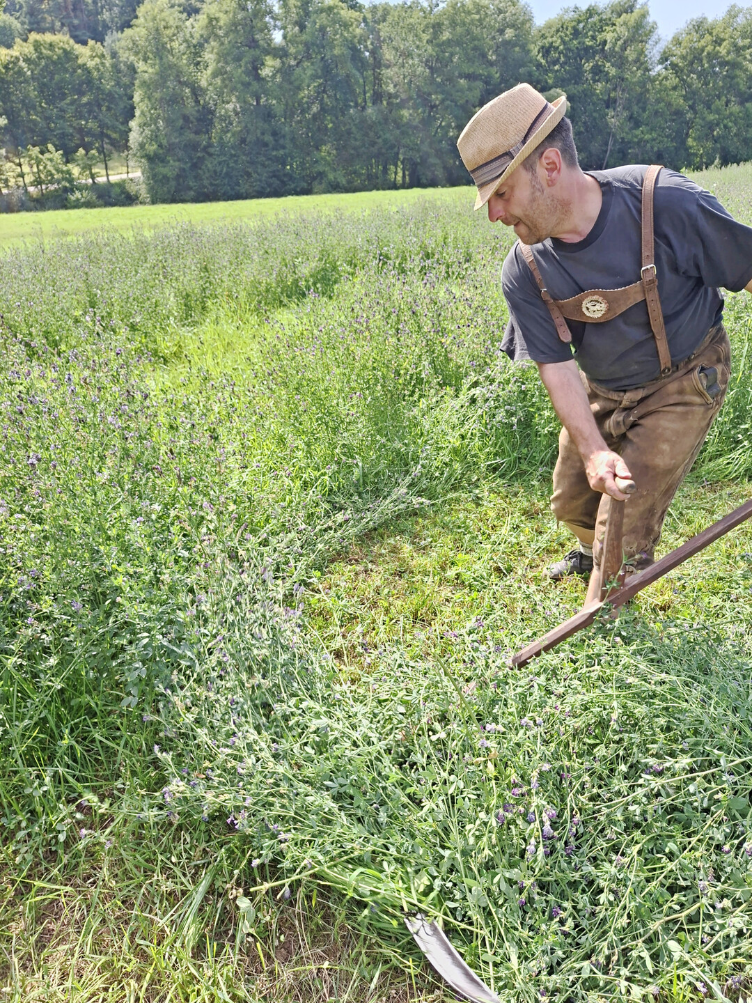 Bei der Sensenmahd wird das Sensenblatt in der Regel gleitend �ber den Boden gef�hrt. Die Anhebung der Schnitth�he kam historisch f�r gro�e Fl�chen nicht in Betracht. 