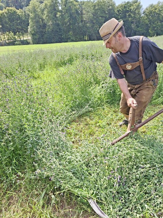 Bei der Sensenmahd wird das Sensenblatt in der Regel gleitend �ber den Boden gef�hrt. Die Anhebung der Schnitth�he kam historisch f�r gro�e Fl�chen nicht in Betracht. 