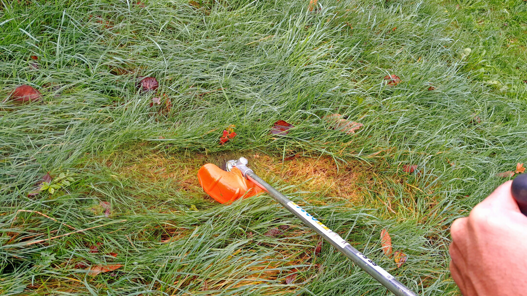 Abb. 4: Vor allem in relativ w�chsigen Wiesen ist auch eine sp�te (zus�tzliche) Nutzung/Pflege wichtig zur Sicherung floristisch diverser Best�nde. Der mit dem Freischneider freigelegte Bereich zeigt Vergilbungen, die einen akuten Lichtmangel anzeigen. Ohne Freistellung k�nnen hier kaum Kr�uterkeimlinge aufkommen. Eine niedrigere Schnitth�he k�nnte zus�tzlich zu angepassten Nutzungszeitpunkten und -intervallen helfen, solche Situationen abzumildern. 