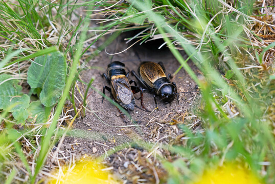 Abb. 3: Die Feldgrille (
<i>Gryllus campestris</i>
) ist als bodennah lebende Art auf eine hohe Einstrahlung beziehungsweise ein trockenwarmes Mikroklima auf der Bodenoberfl�che angewiesen (Fartmann & Poniatowski 2025). Es ist deshalb vorstellbar, wenn auch nicht untersucht, dass ein zu hoher Schnitt ihr �berleben in der Wiese situativ erschwert. 
