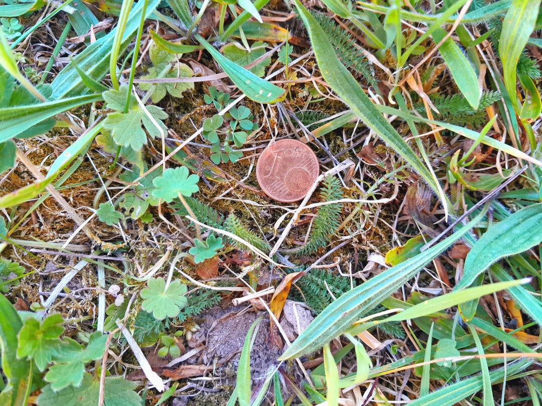 Abb. 5: Die Keimlings- und Etablierungsphase ist die kritischste Lebensphase jeder Wiesenpflanze. Nur wenn ausreichend Licht vorhanden ist, gelingt der Aufwuchs der Jungpflanzen. Anders als Gr�ser keimen viele Kr�uterarten verst�rkt im Herbst, die eigentliche Wachstumsphase beginnt dann aber im Fr�hjahr. Zu sehen ist hier mittig unter anderem eine Jungpflanze der Schafgarbe (
<i>Achillea millefolium</i>
). 