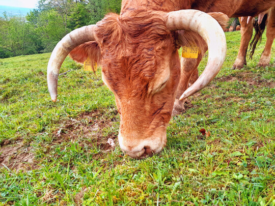 Abb. 7: Rinder k�nnen bei entsprechender Weidef�hrung bis auf etwa 3 cm verbei�en, andere Weidetierarten noch tiefer. 