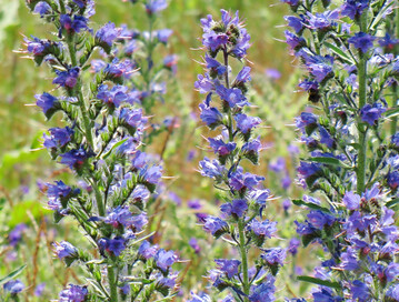 Der Gewöhnliche Natternkopf (
<i>Echium vulgare</i>
) wurde zur Wildpflanze des Jahres 2026 gekürt.