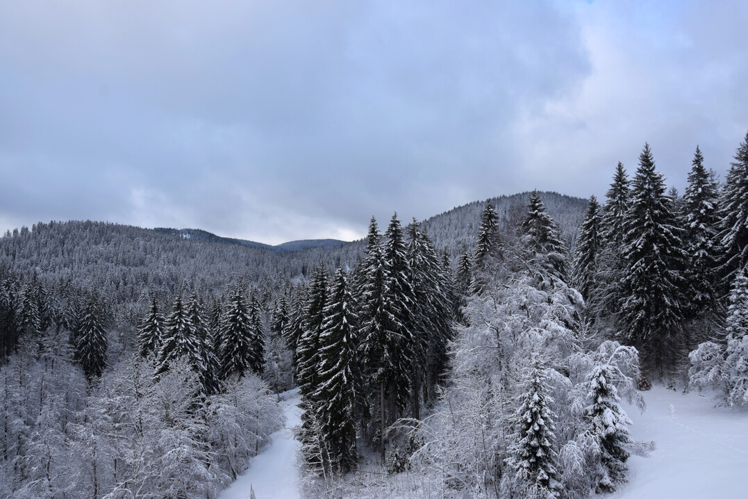 Nationalpark Schwarzwald im Winter
