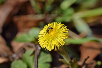 Sandbiene der 
<i>Andrena minutula</i>
-Gruppe auf Huflattich (
<i>Tussilago farfara</i>
)