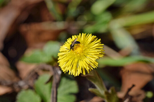 Sandbiene der 
<i>Andrena minutula</i>
-Gruppe auf Huflattich (
<i>Tussilago farfara</i>
)