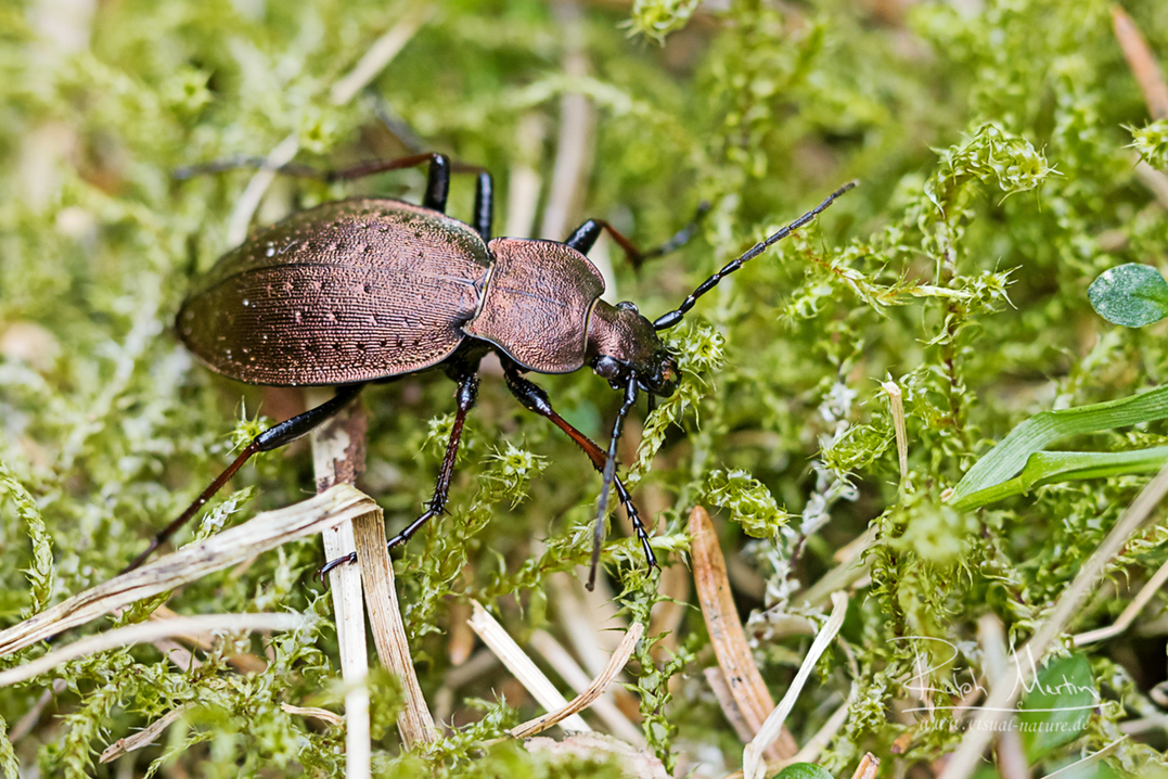 Der Bergwald-Laufkäfer (
<i>Carabus sylvestris</i>
) ist bundesweit im Rückgang begriffen.