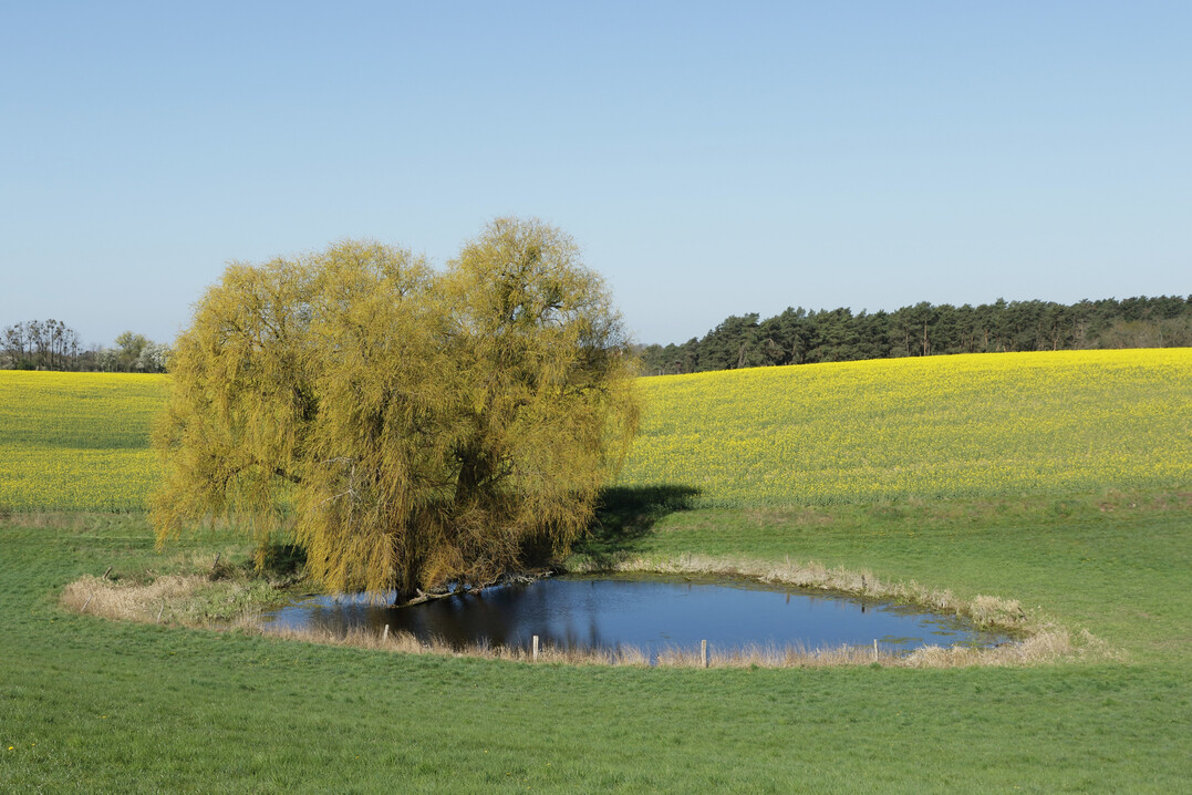Wenn Kleingewsser wie dieser Soll trocken fallen, steigt das Risiko fr Artenverlust.