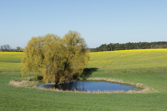 Wenn Kleingewsser wie dieser Soll trocken fallen, steigt das Risiko fr Artenverlust.