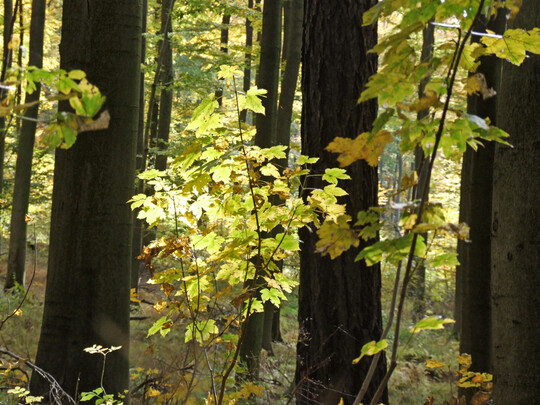 Wald im Kreis Höxter