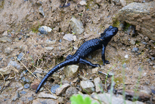 Alpensalamander (
<i>Salamandra atra</i>
) am Hochjoch in den Österreichischen Alpen