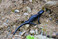 Alpensalamander (
<i>Salamandra atra</i>
) am Hochjoch in den sterreichischen Alpen