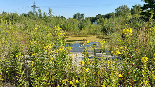 Industrienatur am Artenschutzgewässer am Läppkes Mühlenbach auf dem Gelände des ehemaligen Elektrostahlwerkes in Oberhausen