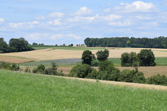 Heterogene Kulturlandschaft mit Grnland, Wiesen, Feldern, Wald und Hecken in Baden-Wrttemberg