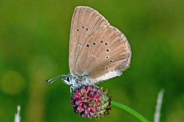 Dunkler Wiesenknopf-Ameisenbläuling (
<i>Phengaris nausithous</i>
)