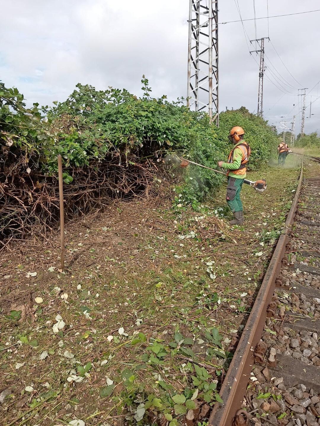 Mit dem Freischneider werden Flächen für das Freifangen vorbereitet.