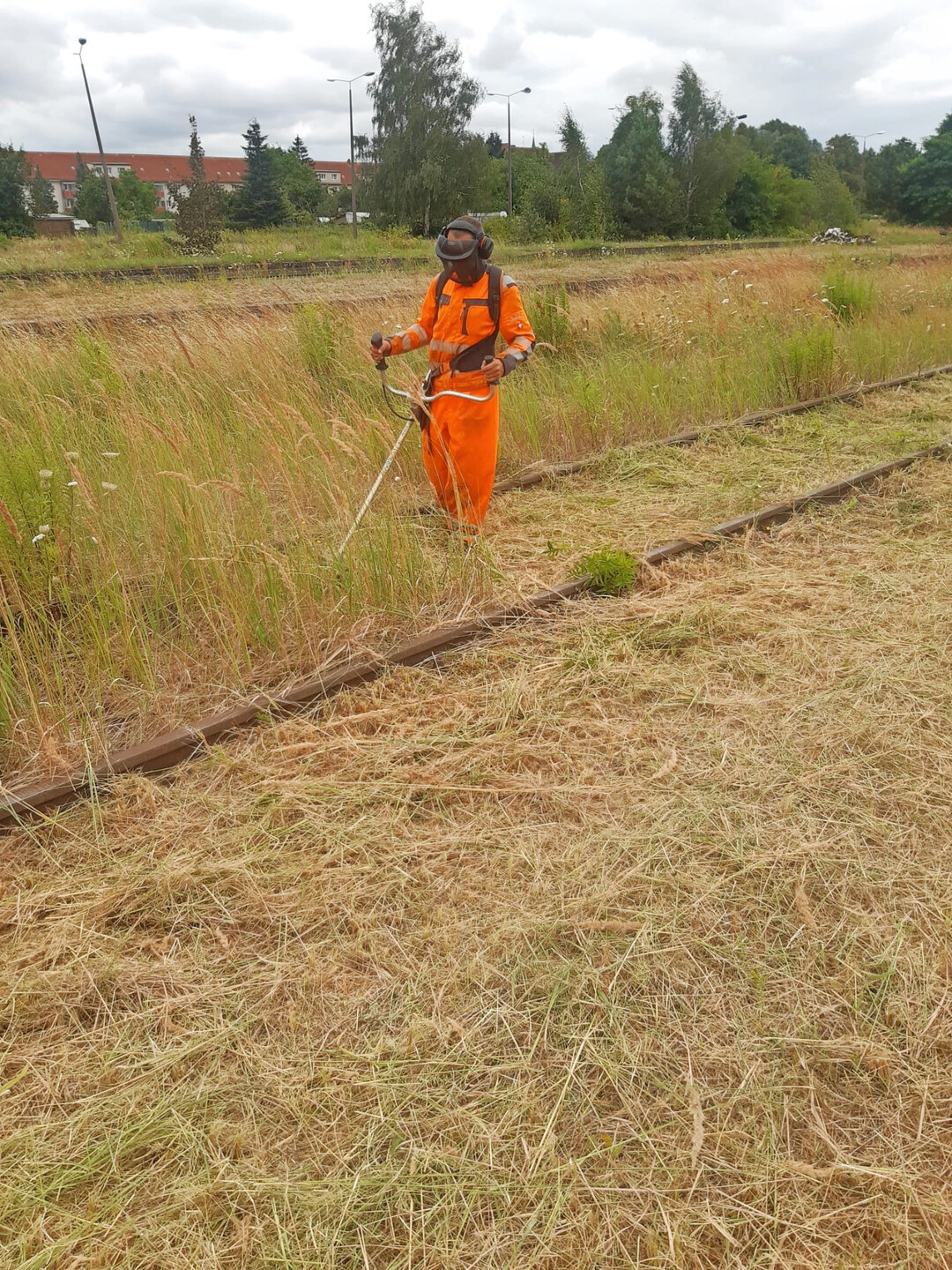 Mit dem Freischneider werden Flächen für das Freifangen vorbereitet.