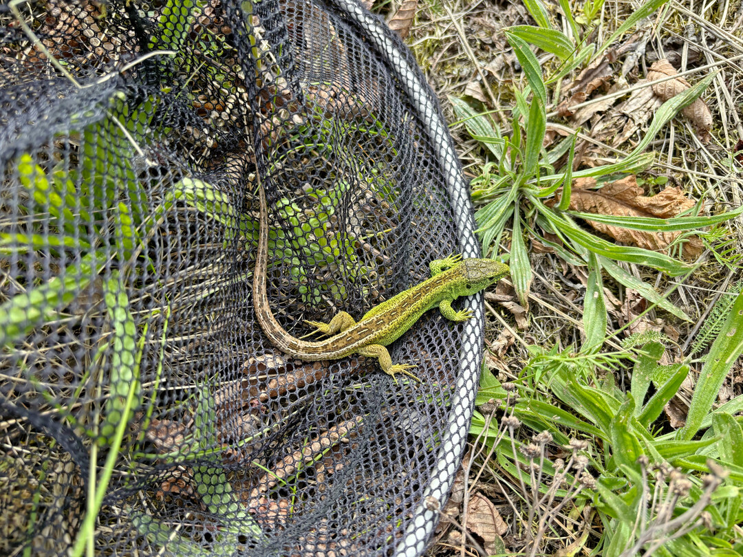 Kescherfang: Dieses Zauneidechsenmännchen darf nun in sein neues Quartier ziehen.