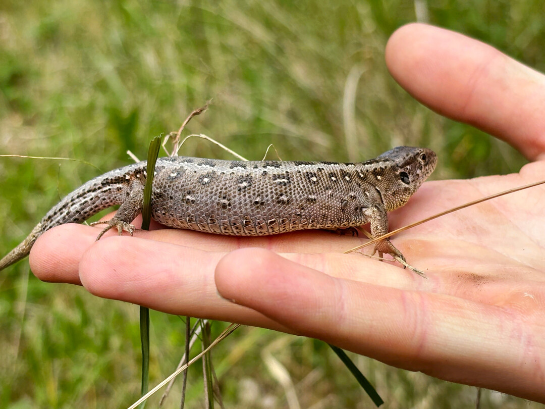 Trächtiges Zauneidechsen-Weibchen
