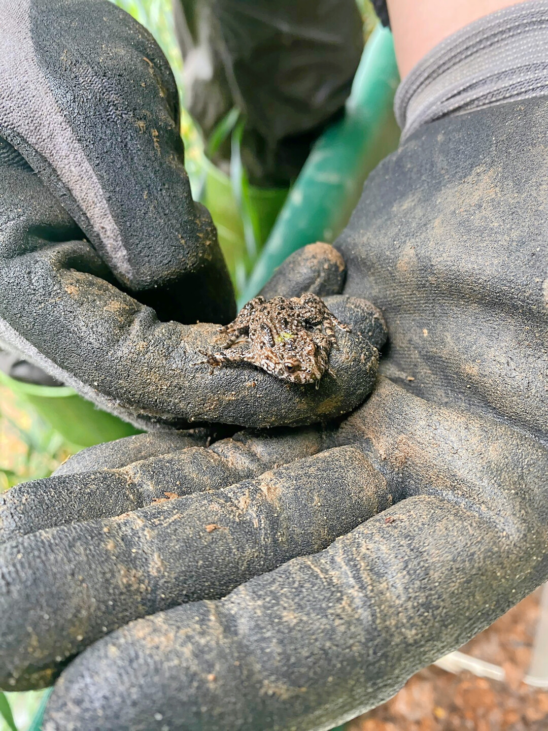 Das Umsiedeln von Amphibien gehört zu den typischen Aufgaben von Öko Pro.